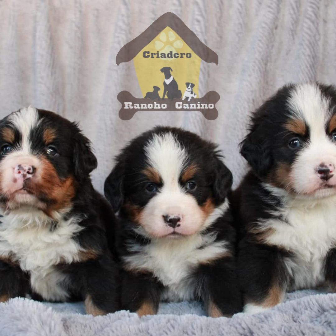 Cachorros en venta Bogotá